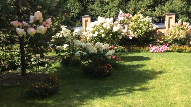 Метельчатая Крупнолистная Гортензия. Освещение Солнцем в течение дня. Выбор места для посадки. смотреть онлайн