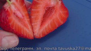 БРАВУРА ремонтантный сорт клубники