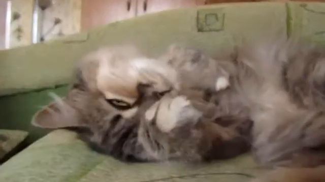 Кошарик - ОТВЕЧАЕТ ;-) смотреть онлайн