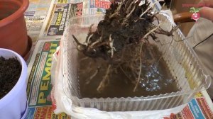 Когда доставать хризантемы из погреба? Раннее цветение хризантем#urozhainye_gryadki