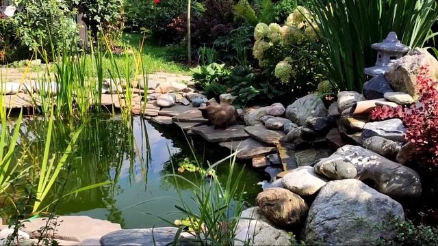 Котики в саду. Бурманская кошка самая лучшая порода. Бурма особенности. Наши милые кошки. Котята. смотреть онлайн