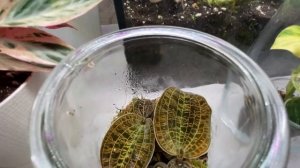 Будни цветовода | Зацвёл ахименес | Обзор растений на стеллаже | 10.04.2022г.