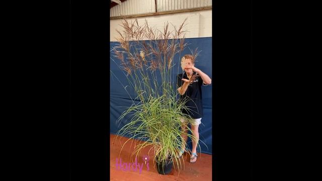 Rosy Hardy Presents: Miscanthus sinensis 'Malepartus' смотреть онлайн