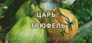 Сорта томатов! ЦАРЬ ТРЮФЕЛЬ - ПРОСТО МЕГАУРОЖАЙНЫЙ! Вы просто обязаны его посади