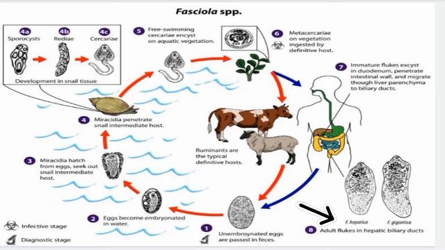 Fasciola Hepatica | Liver Fluke | Fasciolopsis Buski | Heterophyes Heterophyes | Intestinal Fluke