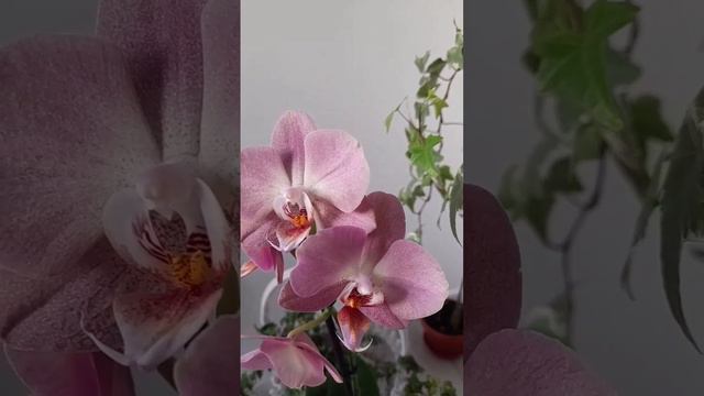 Орхидея Кобрион💖💖💖 Orchid Cobrion🌿🌿🌿 смотреть онлайн