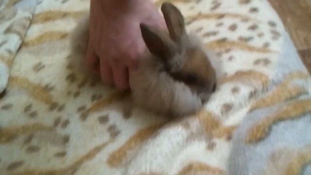 Кролик прыгает с дивана🥕 смотреть онлайн