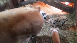 Кормим  Свиней рыбой.