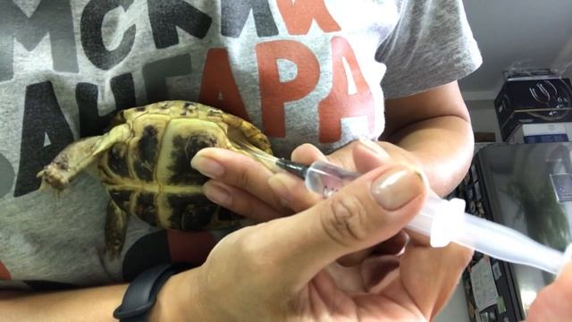 Укол среднеазиатской черепахе. Лечим рахит у черепахи. смотреть онлайн