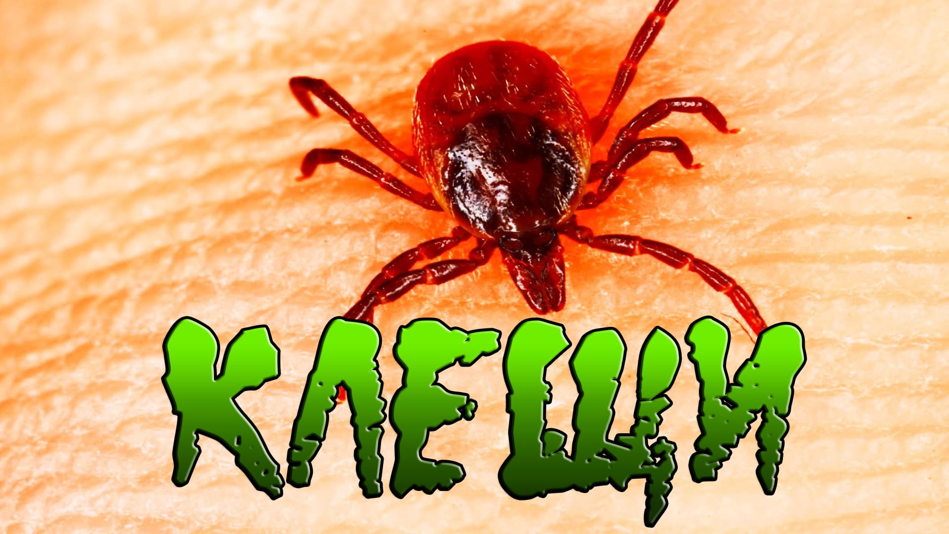 Интересные факты