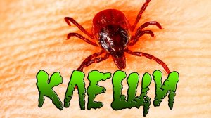 Клещи чем опасны и что делать если тебя укусил клещ