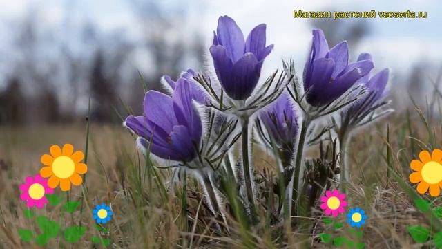 Прострел турчанинова. Краткий обзор, описание характеристик pulsatilla turczaninovii смотреть онлайн