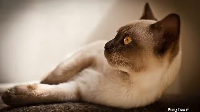 Какие они разные. Эти коты. смотреть онлайн