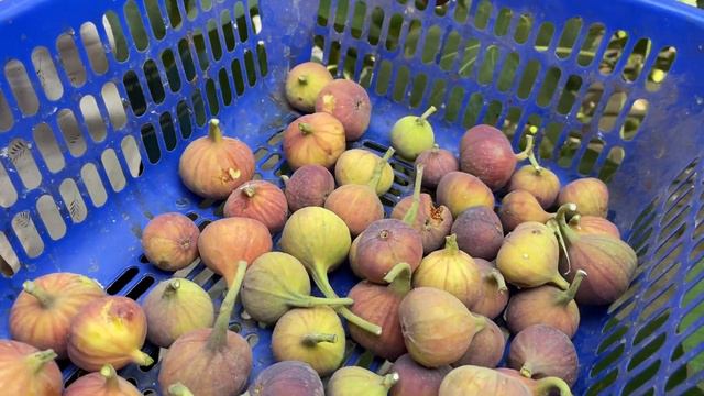 लाखों की खेती | Fig Farming In India | अंजीर की खेती के बारे में जानकारी | Anjeer ki kehti смотреть онлайн
