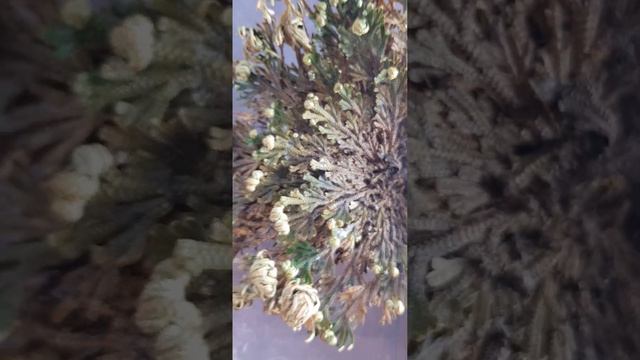 Селагинелла- Иерихонская роза | Selaginella #plants #растения смотреть онлайн