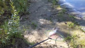 Ловля Леща на Оби в черте города Барнаула ( Сентябрь - 2020 )