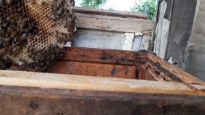 Ленивый пчеловод. Как вытащить рой из столба.