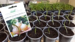 Как вырастить рассаду лука Эксибишен из семян