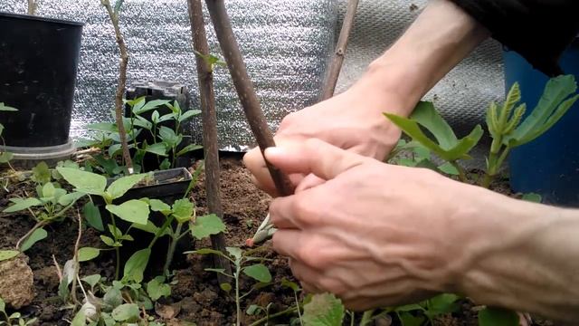 Прививка инжира