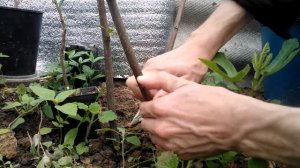 Прививка инжира