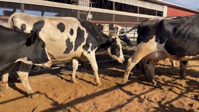 Alan & Lori Andrus Dairy Cattle Retirement Auction - Lot 2 смотреть онлайн