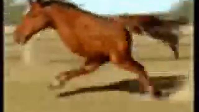 Двух ногая лошадь смотреть онлайн