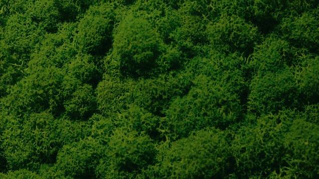 Картины из мха, выдумка или реальность? смотреть онлайн