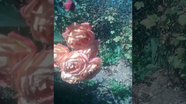 Мое слайд-шоу: Роза "Lady of Shallot Looking at Lancelot..." смотреть онлайн