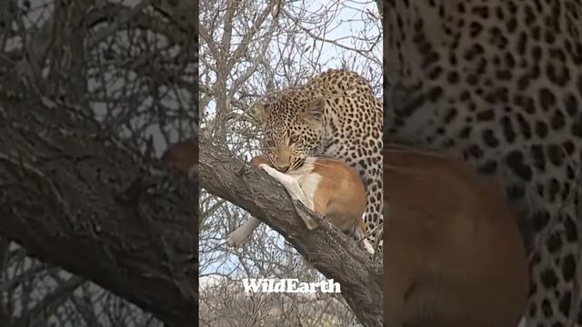 Watch as this leopard catches a domestic dog. #wildearth #expecttheunexpected #leopard смотреть онлайн