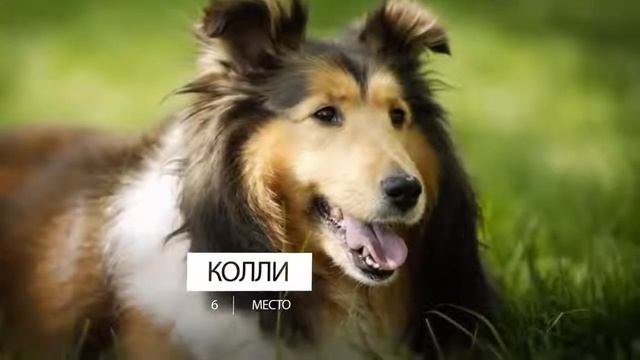 Самые преданные породы собак в мире смотреть онлайн