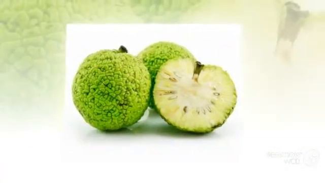 Maclura - garden plants смотреть онлайн