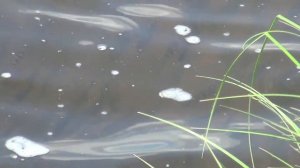 Окунь на реке Либья