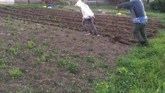 Окучка картошки /How to spud potato with min time. We do it in 16 minuts, do you wanna know how?? смотреть онлайн