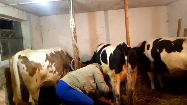 Доильный аппарат пришлось немного переделать смотреть онлайн