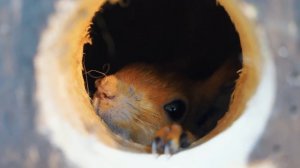 ЛАЙФХАКИ для БЕЛЬЧОНКА от Live Today