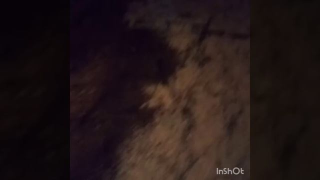 Как выбрать подстилку для гусей/ стружка или солома смотреть онлайн