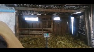 Ягнята. Живой вес ягнят 4-5 мес.