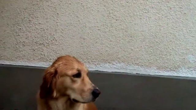 Loncy, The Golden Retriever смотреть онлайн