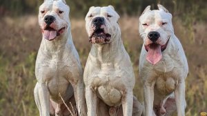 АРГЕНТИНСКИЙ ДОГ ПРОТИВ ПУМЫ И ЯГУАРА. Сможет ли собака победить дикую кошку?