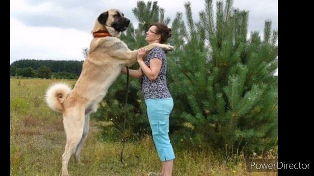 Порода Кангал смотреть онлайн