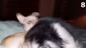 15 Страшных Видео, Когда Домашние Животные Увидели Настоящего Призрака. Зомби Чез