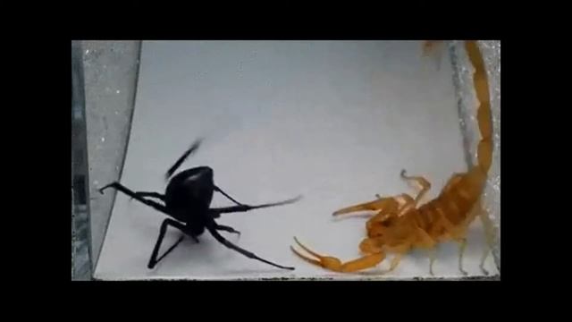 Бои без правил. Кто сильнее - Скорпион или Паук Черная Вдова? 2020 Ultimate Fights: Scorpio - Spide смотреть онлайн