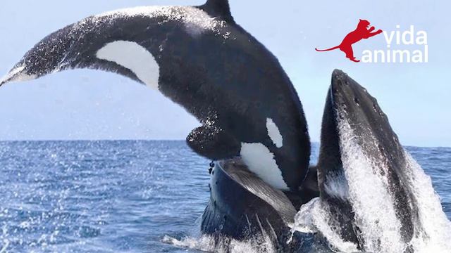 ESSE É O MOTIVO DE TODAS AS BALEIAS TEMEREM ORCAS - VIDA ANIMAL смотреть онлайн