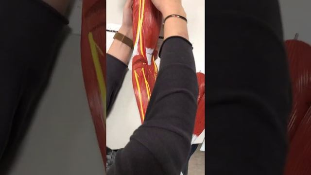 Arteries of UE смотреть онлайн