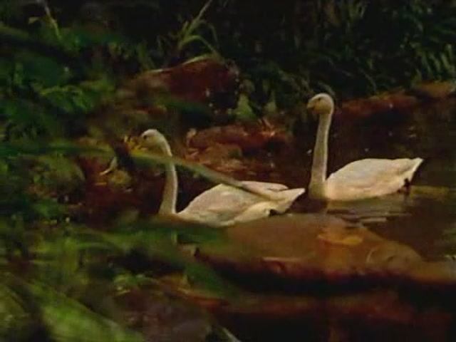 Свобода – ваше естество. Русские встречают Ошо. Часть третья. Без границ