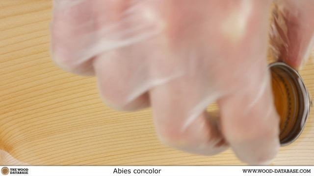 White fir (Abies concolor) смотреть онлайн