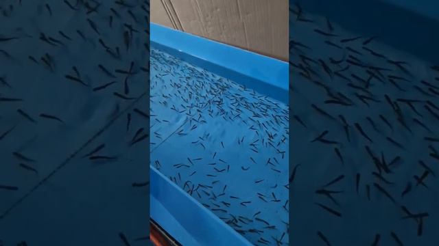 кормим стальноголового лосося.#узв#рыба#ферма#форель#trout#рыбоводство смотреть онлайн