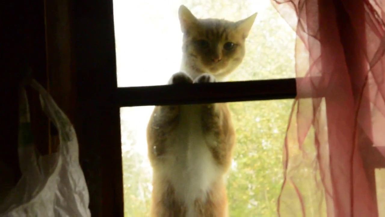 Одолевают котики. смотреть онлайн