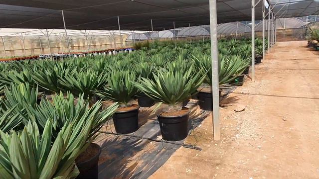 BestpalmTV. Yucca gloriosa -23C. Idealna juka do polskiego ogrodu wytwarzająca pień смотреть онлайн