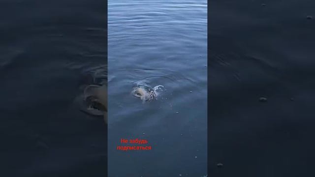 Рыбалка, Fishing , 钓鱼 , кемпинг, camping, отдых, спиннинг, джиг, поплавок, удочка, Лодка, Лодка пвх смотреть онлайн